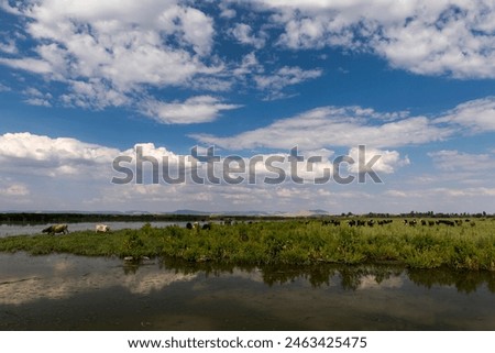 
Water buffaloes grazing in wetlands, with the lake hosting a variety of animals. The blue sky and clouds, combined with the green grass, create a perfect day for the buffaloes.