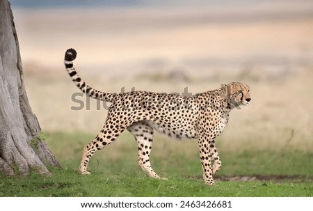 a cut cheetah is walking by the jungle side