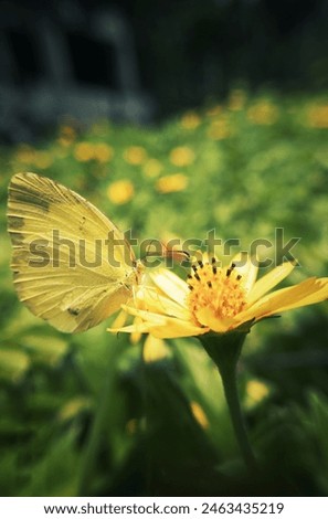 Close up  butterfly on yellow cosmos flower. The butterfly on the flower blooming in the morning, beautifully
photo of a beautiful butterfly and flowers a sunny day. amazing stock photography