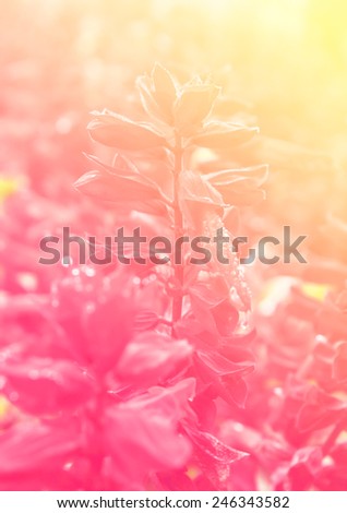 backgrounds orange and pink color nature flowers 