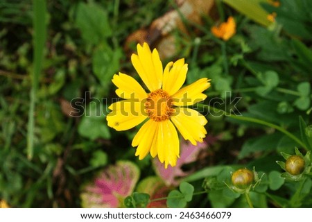 Calendula officinalis, also known as pot marigold, is a plant that grows in the Mediterranean region.