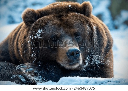 The largest of the Eurasian brown bears, around 2.4 metres in length and weighing up to 700 kg or more.  Fur is usually dark brown with a violet tint; some lighter coloured bears have been observed.