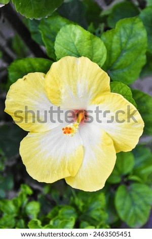 The yellow hibiscus flower is a vibrant bloom known for its large, bright petals and tropical appeal, often symbolizing sunshine and happiness.