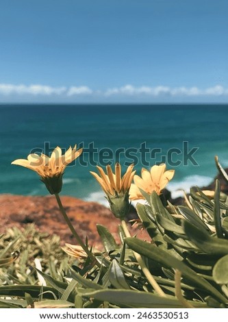 This is a yellow flower background picture 