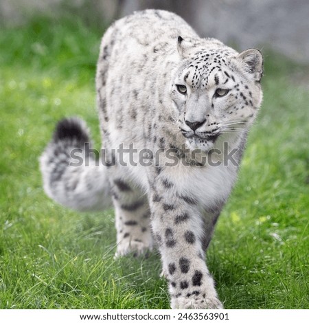 A snow leopard walking on grass, its spotted fur catching the light.