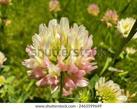 Trifolium physodes (Oak clover) blooming. Hybrid clover pink flowers spring. Hybrid clover or Swedish clover.