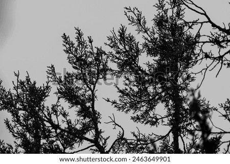 Beautiful Nature picture with juniper, Sunsets and Colorful landscapes. The black and white scenery or colorful versions are available for you preference. 