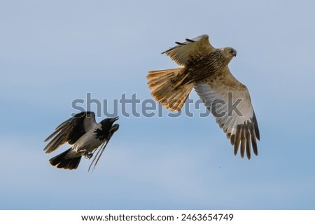 Hooded crow - Corvus corone attacking in flight western marsh harrier, Eurasian marsh harrier - Circus aeruginosus with blue sky in background. Photo from Lubusz Voivodeship in Poland. Isolated.