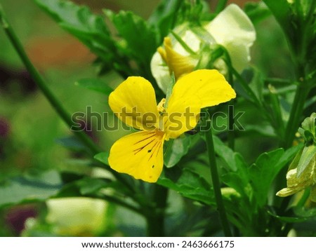 California golden violet, yellow flowers in the garden. Viola pedunculata, the California golden violet, Johnny jump up, or yellow pansy, is a perennial yellow wildflower.                              Royalty-Free Stock Photo #2463666175
