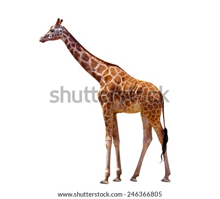 giraffe isolated on the white