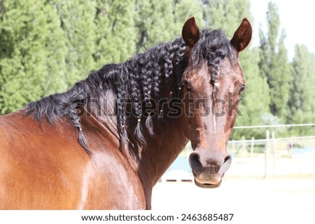 Beautiful young horse posing at rural equestrian farm. Portrait of a purebred horse in corral outdoors. Extreme closeup of a purebred domestic horse. Equestrian life