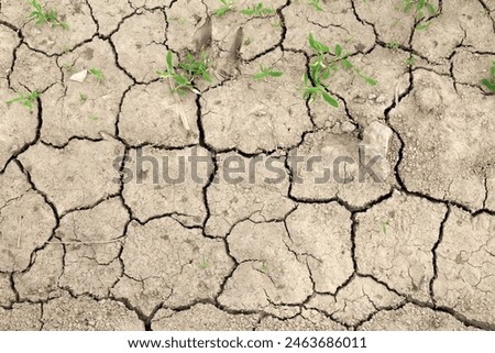 Cracked fertile ground in the field due to heat 