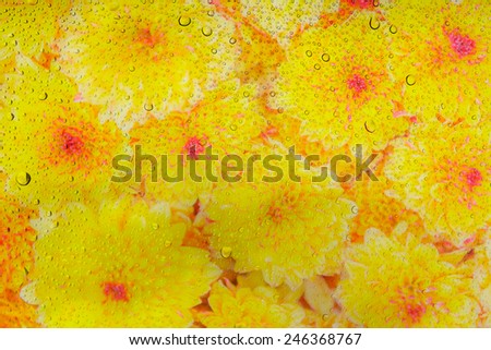 Water drops on glass and defocus nature flowers background
