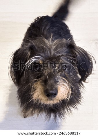 Coarse dachshund dog on Isolated Black Background in studio. High quality photo