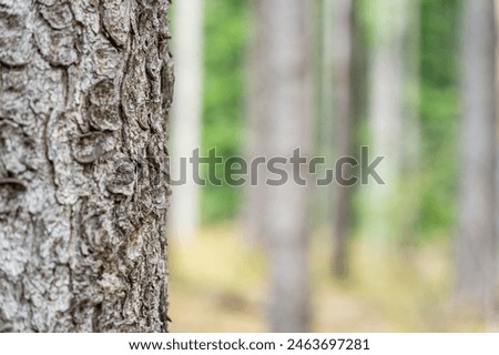 Close up detail with a tree trunk in the forest. Abstract photography.