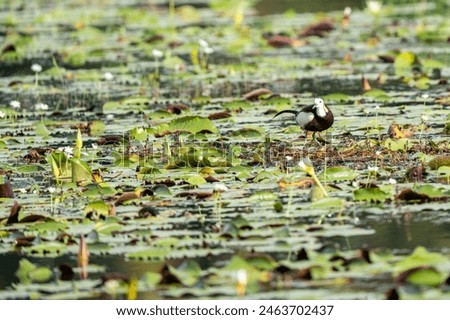 Pheasant-tailed jacana in nesting leaf and long grass environment