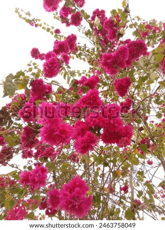 Paper flowers, otherwise known as bougainvilleas by the scientific name Bougainvillea, are popular houseplants known for their colorful and attractive flowers.
 Royalty-Free Stock Photo #2463758049