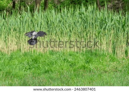 Hooded gray crow flies in reeds on background. Corvus cornix is eurasian bird species from the genus raven on lawn. Corvus corone cornix in wild. Also called the scald crow or hoodie. Passerine bird. Royalty-Free Stock Photo #2463807401