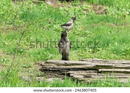 Hooded gray crow sits on stump rotten tree. Corvus cornix is eurasian bird species from the genus raven on lawn. Corvus corone cornix in wild. Also called the scald crow or hoodie. Passerine bird. Royalty-Free Stock Photo #2463807405