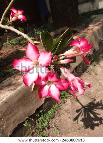 beautiful frangipani flowers (plumeria rubra) in bloom in the fine weather Royalty-Free Stock Photo #2463809613