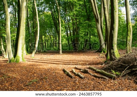 A woodland scene featuring a mix of trees, a clearing, scattered branches, and larger cut logs.
 Royalty-Free Stock Photo #2463857795