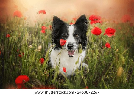 border collie dog in a field of poppies on the background of the sunset in nature, beautiful senior pet portraits