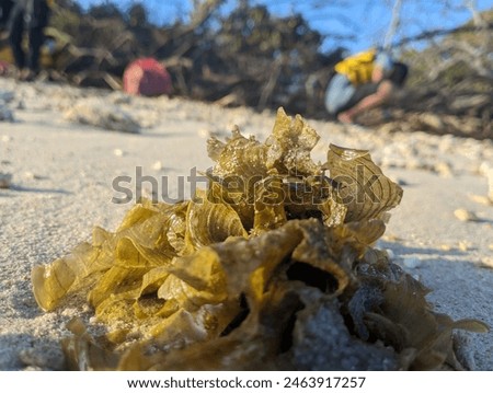 Sea weed algae high and dry on sunset beach in Indonesia