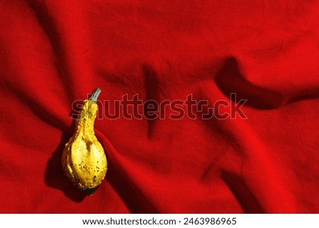 One white ornamental Pumpkin or squash on red cloth background top view. Autumn, fall, halloween holiday concept. Minimal autumnal flat lay with beautiful sunlight and shadows, fall season photo