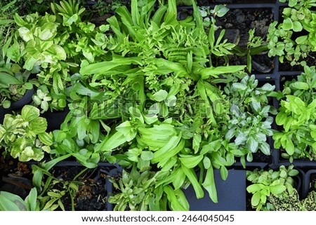 Various types of plants in the home garden