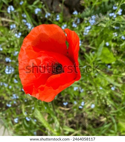 Beautiful nature photo, meadow with closeup red, orange plant, flower, poppy seeds, bud and blurred, bokeh blue, green background 