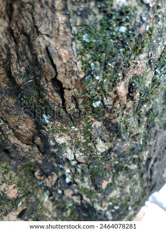 Close up  texture of a guava tree full of moss
