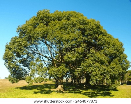 Camphor trees in Mizumoto Park in midwinter Royalty-Free Stock Photo #2464079871
