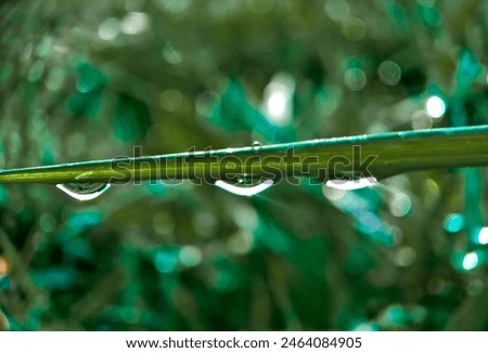 close up view of dew on fresh green leaves