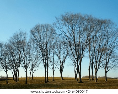 Dead zelkova trees in Mizumoto Park in midwinter Royalty-Free Stock Photo #2464090047
