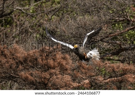 Fly out scene of Steller's Sea eagle (Oowashi) from dead pine tree