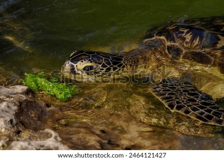 Eretmochelys imbricata - a critically endangered species of reptile from the sea turtle family Cheloniidae, Zanzibar near Jambiani Royalty-Free Stock Photo #2464121427