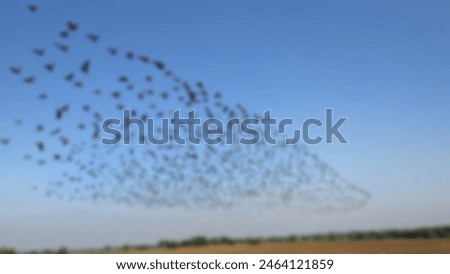 Defocus abstract blurred background of the flock of birds on the sky