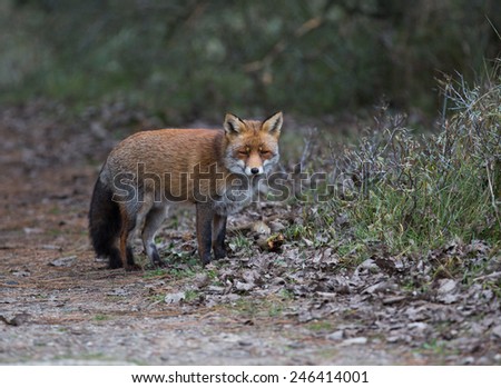 Red fox in natural habitat