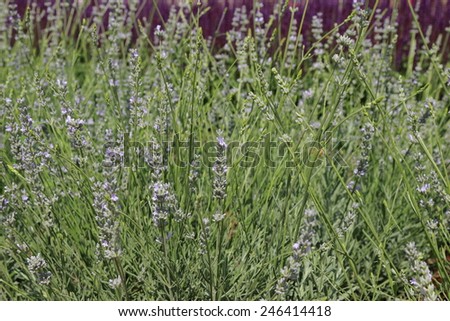 Lavender Bush on Street Flowerbed in park Gor'kogo, Moscow, Russia Royalty-Free Stock Photo #246414418