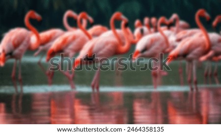 Defocus abstract background of the flock of flamingos