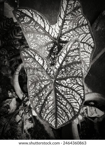 Alluring dark black and white image textured background of caladium large heart-shaped leaves with veins. 