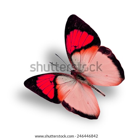 Beautiful flying fancy red butterfly (orange tip butterfly), with soft shadow beneath