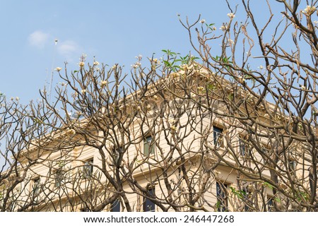 Beautiful plantation of Lan thom or Plumeria flower tree and building background