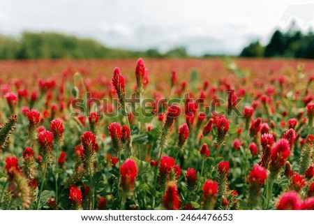 Close up of red clover flowers on a field on a sunny day