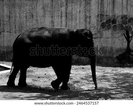 Portrait of a Sumatran elephant in black and white photo format with grainy
