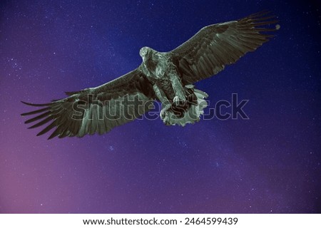 looking, in the air, looking down, portrait, eagle flying, haliaeetus albicilla, isolated on white, adult bird, bald, alaska, white, freedom, eagle isolated on white background, leucocephalus, america