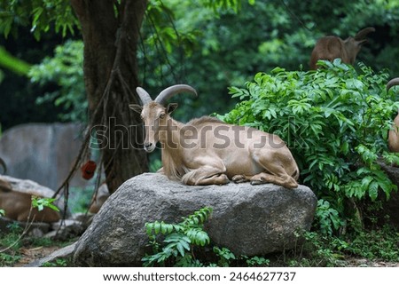 The barbary sheep is mammal and hill animal 