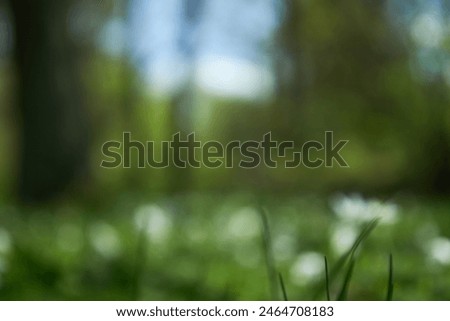 blurred image, galanthus, meadow, park, early spring flowers, green grass, copy space, abstract background, spring, summer, out of focus