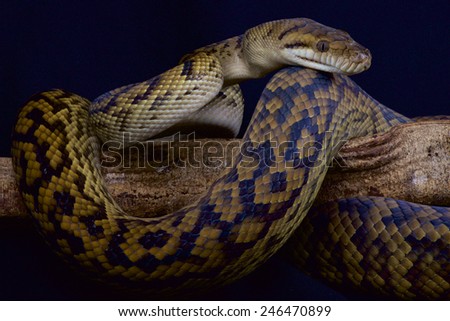 Australian scrub python / Morelia kinghorni
