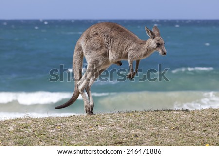 Jumping Red Kangaroo on the beach, Depot Beach, New South Wales, Australia